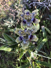 Ferraria densepunctulata