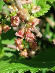 Ribes atropurpureum