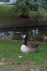 Branta canadensis