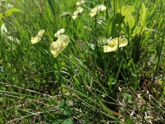 Viola altaica