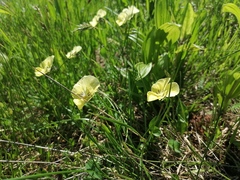 Viola altaica
