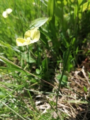 Viola altaica