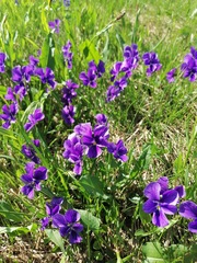 Viola altaica