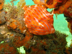 Eubalichthys mosaicus