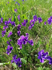 Viola altaica