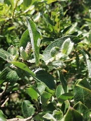 Salix lanata