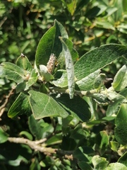 Salix lanata