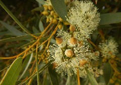 Eucalyptus diversifolia