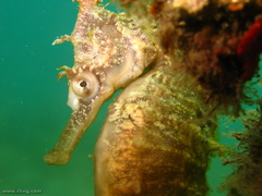 Hippocampus whitei