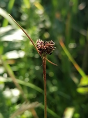 Luzula multiflora sibirica