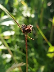 Luzula multiflora sibirica
