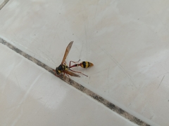 Delta campaniforme campaniforme