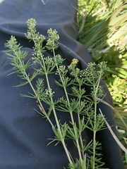 Galium densiflorum