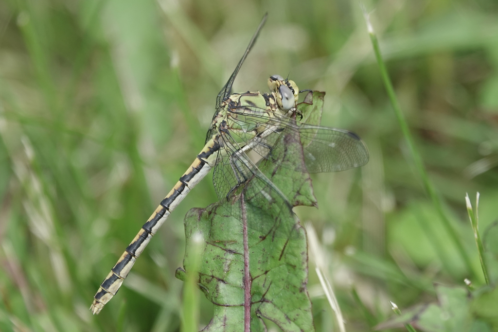 Pale Snaketail