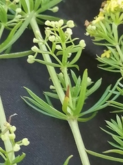 Galium densiflorum