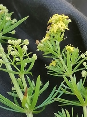 Galium densiflorum