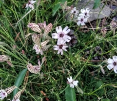 Silene ciliata