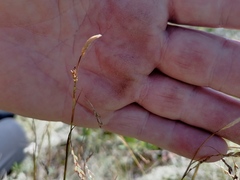 Carex ledebouriana