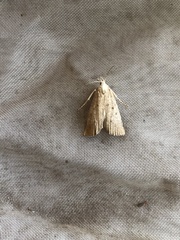 Calamotropha paludella