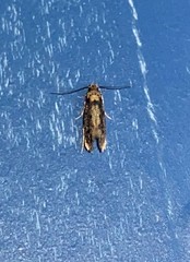 Niditinea orleansella