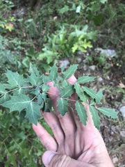 Berberis swaseyi