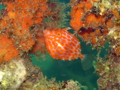 Eubalichthys mosaicus