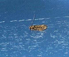 Niditinea orleansella