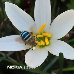 Zonamegilla