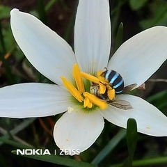 Zonamegilla