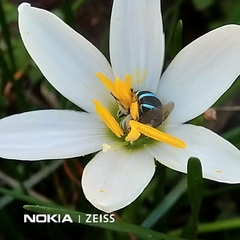 Zonamegilla