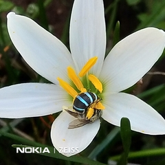 Zonamegilla
