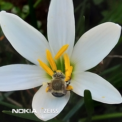 Zonamegilla
