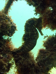 Hippocampus whitei