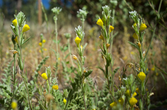 Castilleja lasiorhyncha