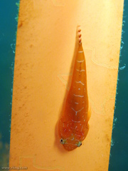 Cochleoceps orientalis