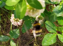 Bombus lucorum