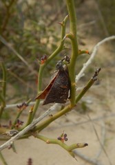 Daviesia brevifolia