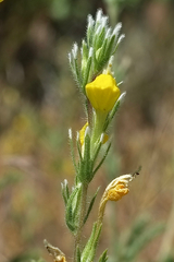 Castilleja lasiorhyncha