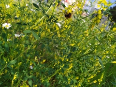 Bombus hypnorum