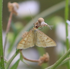 Mecyna flavalis