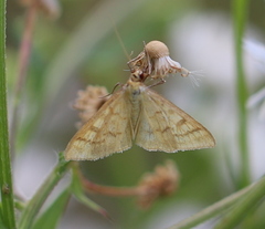 Mecyna flavalis