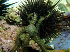 Ophiothrix oerstedii