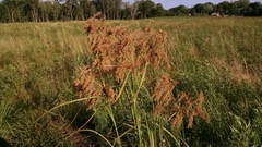 Scirpus pedicellatus