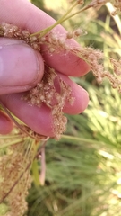 Scirpus pedicellatus