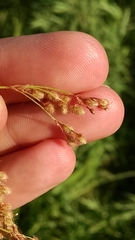 Scirpus pedicellatus