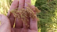 Scirpus pedicellatus