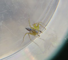 Oxyopes lineatus