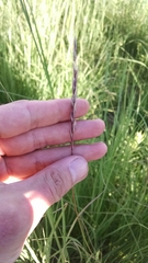 Elymus trachycaulus