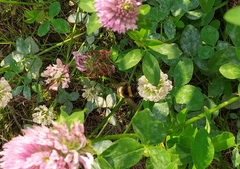 Bombus lucorum