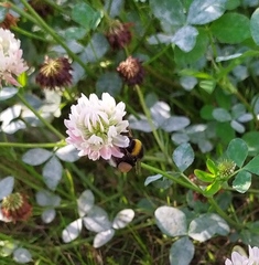 Bombus lucorum